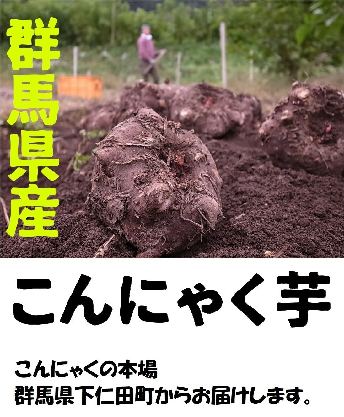 【2025年度産こんにゃく生芋入荷開始！！】群馬県産こんにゃく芋を下仁田よりお届け【こんにゃく芋1㎏】