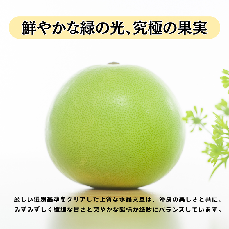 先行予約クーポン10％OFF**【プロの目利き厳選】人気の高知の宝石、水晶文旦【5kg贈答用 大玉（7玉～10玉）】(注文順に発送：発送期間9月20日～10月20日) ぶんたん 高知県産 フルーツ 柑橘類 ギフト 贈り物 旬 果物 みかん 旬 春 新鮮 大玉 甘い 高級 贈答用 お取り寄せ 人気商品  やの一果彩