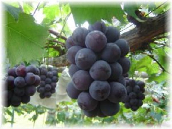 岡山県産　ニューピオーネ3房～6房（約2kg）【赤秀】【発送は8/20から】 予約販売