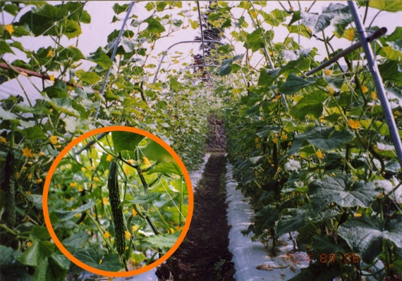 【希少品！】長野県産"ゴツゴツ” 四葉きゅうりの粕漬【送料無料】