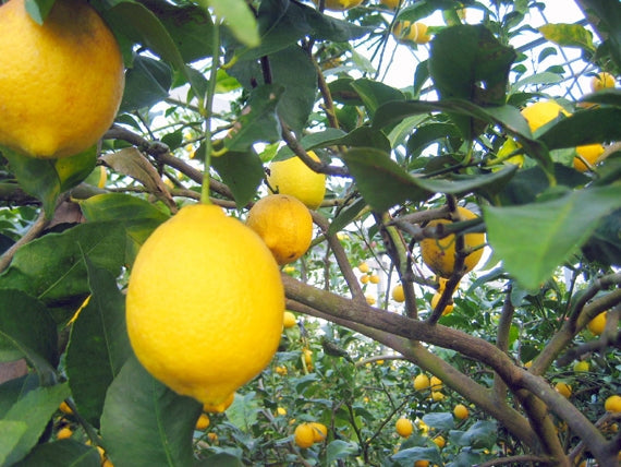 「瀬戸内レモンケーキ」　有機レモン　話題のアルロース(希少糖)使用　誕生日　記念日　ギフト　プレゼント　お取り寄せ　クリスマス　お歳暮　お年賀