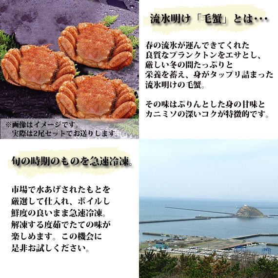 最もおいしい“毛ガニの極み”～オホーツクの流氷明け毛ガニ（450ｇｘ2尾）～ 【カニ・鮮魚・魚介類】