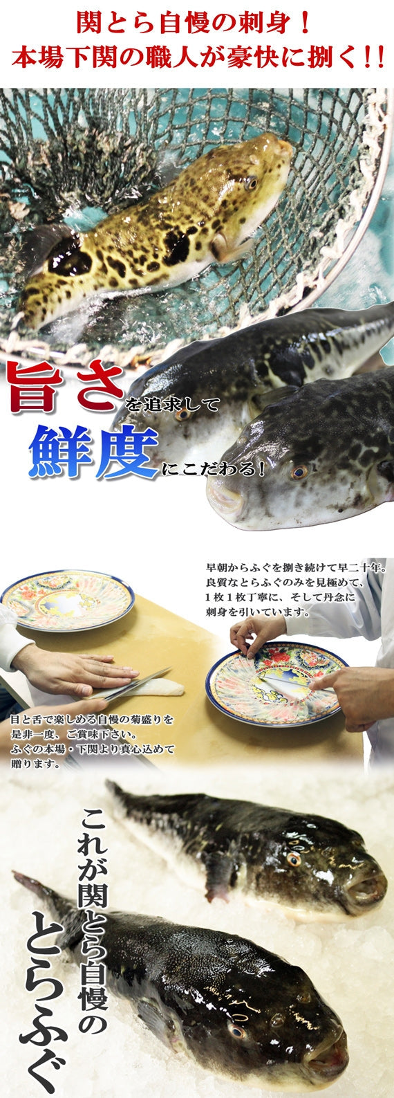 お歳暮 ギフト 【送料無料】下関伝統の夏ふぐ！霜降とらふぐ刺身とふぐ一夜干し