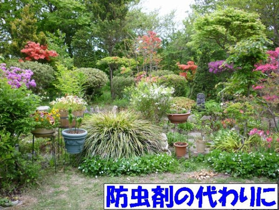 ナノヒバオイル (お試し用9ml) 送料無料 青森 国産 天然 ヒバ オイル 掃除 リラックス 抗菌 除菌 防虫 道奥美女 みちのくびじょ 【2034】