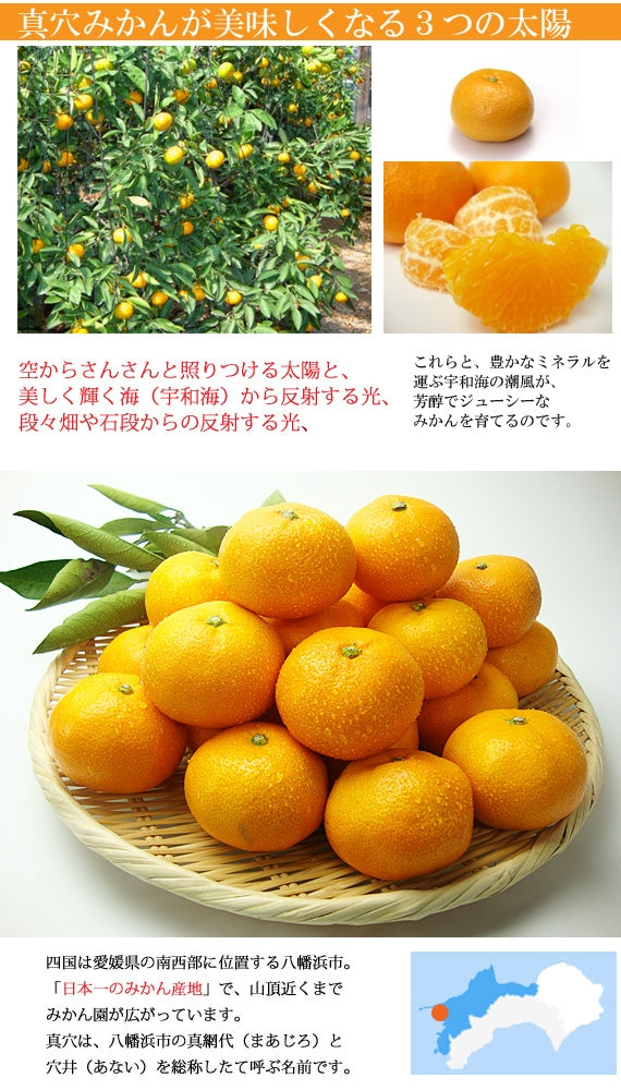 【予約受付中】”11月中旬頃より発送予定”温州みかん部門人気Ｎｏ１「西宇和特産」真穴みかん ５ｋｇ<Ｓ又はM又はＬｻｲｽﾞ>（サイズ指定不可）
