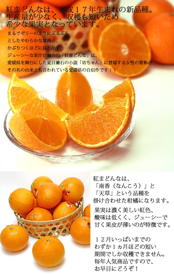 【販売終了】「愛媛県産」ぷるるんとトロけるゼリーの食感！紅まどんな[光センサー選果/化粧箱入り]　3kg【4L:8玉～2L:12玉】サイズ指定不可