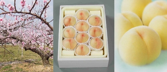 岡山白桃「水蜜桃・白鳳種」9個～12個（約2.7㎏）【お中元2025】【フルーツ】 【発送は6/25～7/25まで】