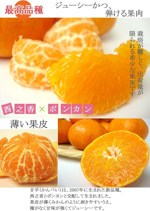 【予約受付中】”1月末頃より発送予定”薄皮・種なし・果肉はじけるうまさ！甘　平（かんぺい）　（化粧箱入り）約３ｋｇ　４Ｌ～２Ｌサイズ（サイズ指定不可）　８玉～１２玉