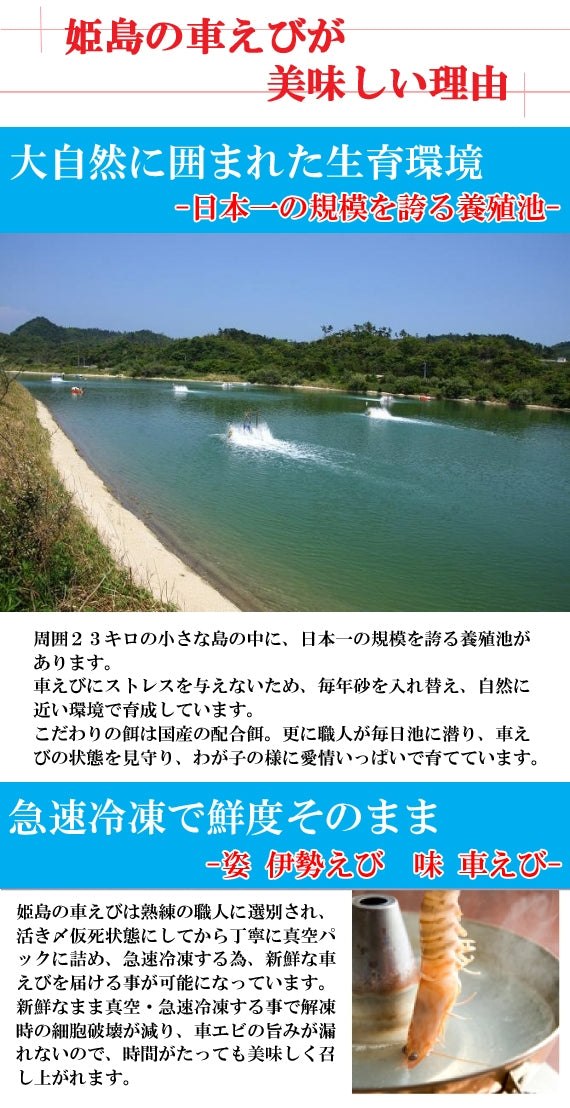 【送料無料】お刺身でも食べられる！姫島ブランド 活〆車えび 400g（約10～26尾)