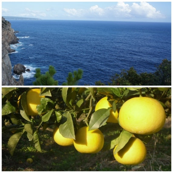 「送料無料」【でっかい土佐文旦】１０キロ大箱【ギフト可】（大玉４L：１2～１6個）｛送料無料｝