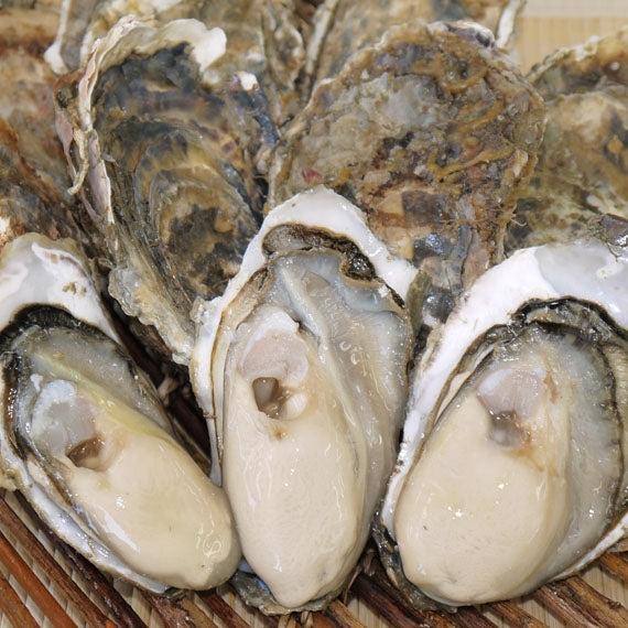 厚岸産 殻付き牡蠣（Ｌサイズ）　20個入　カキナイフ付き（送料無料）