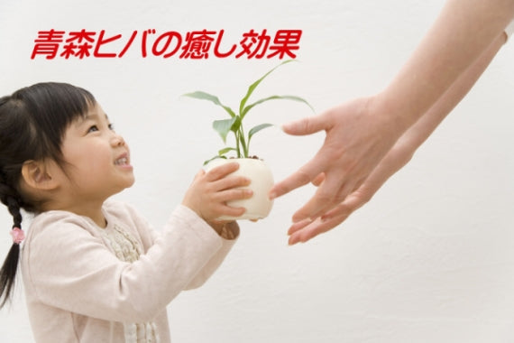 【送料無料】　青森ひば　天然ヒバ　精油　 業務用 　(1リットル）  【2007】