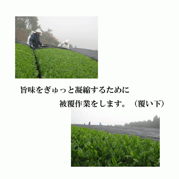 安心安全なお茶をいかがですか？黄綬褒章受章園　北村製茶の有機緑茶　紙缶セット