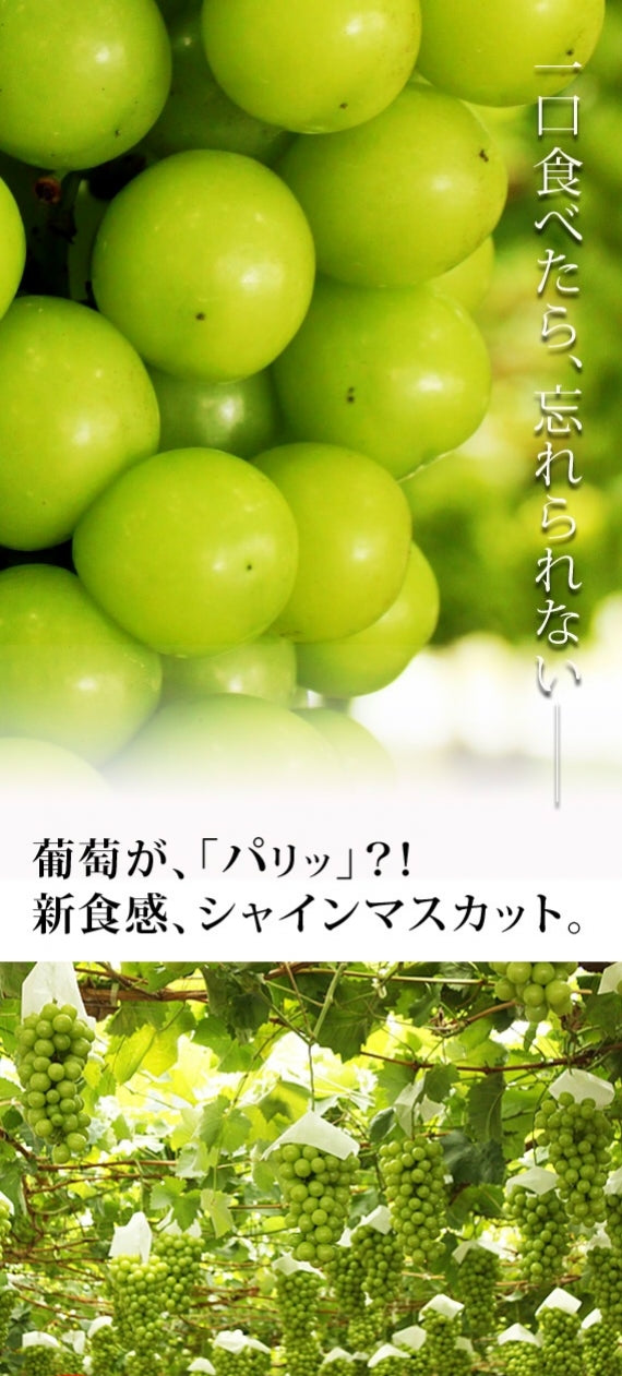 訳あり シャインマスカット 2.5㎏【地域限定送料込】【配送日は指定できません】