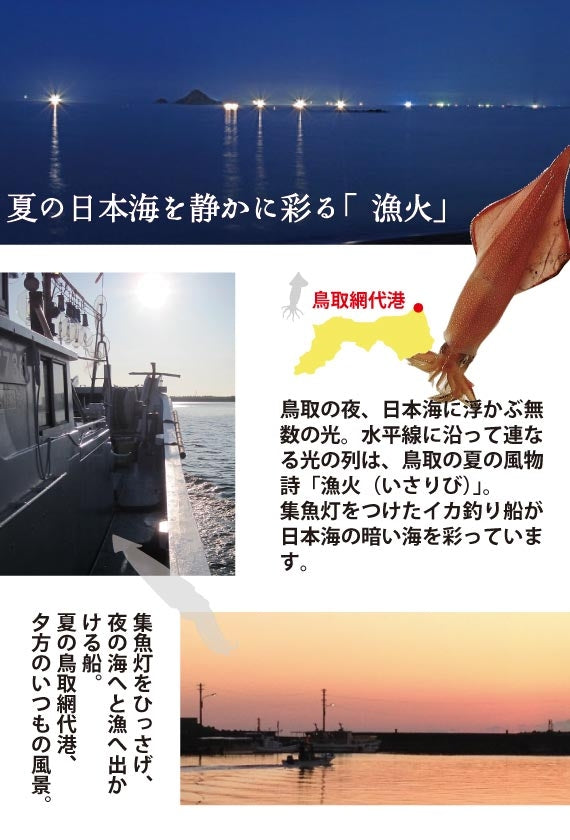 天然白いか　５匹入り　合計1kg前後【活生】【鳥取産】【天然】【日本海産】