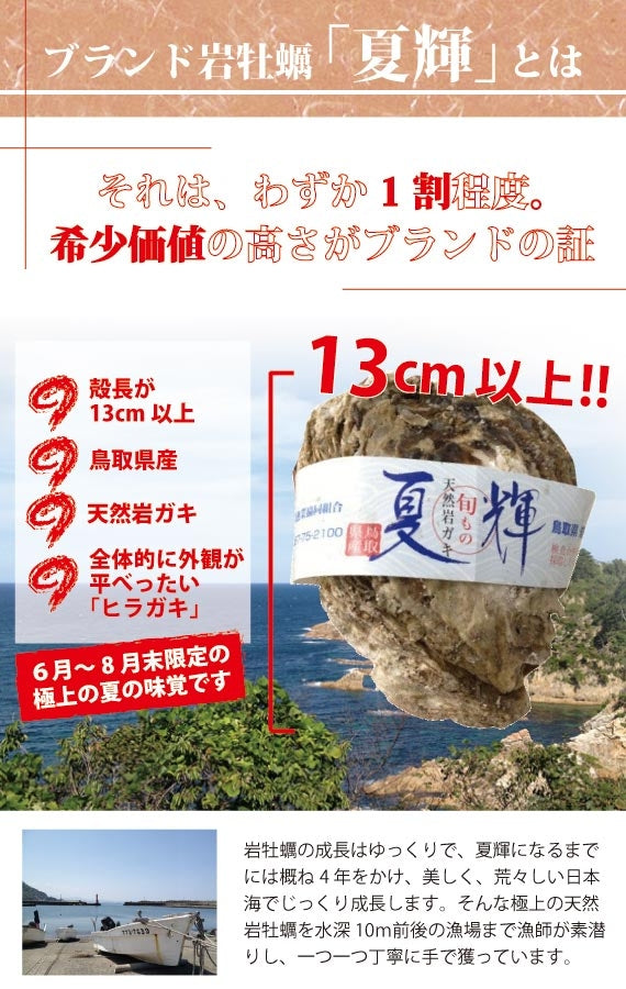 【極上ブランド「夏輝」】【天然の岩牡蠣】　漁師が素潜りで獲った天然岩牡蠣「夏輝」帯付　2個セット