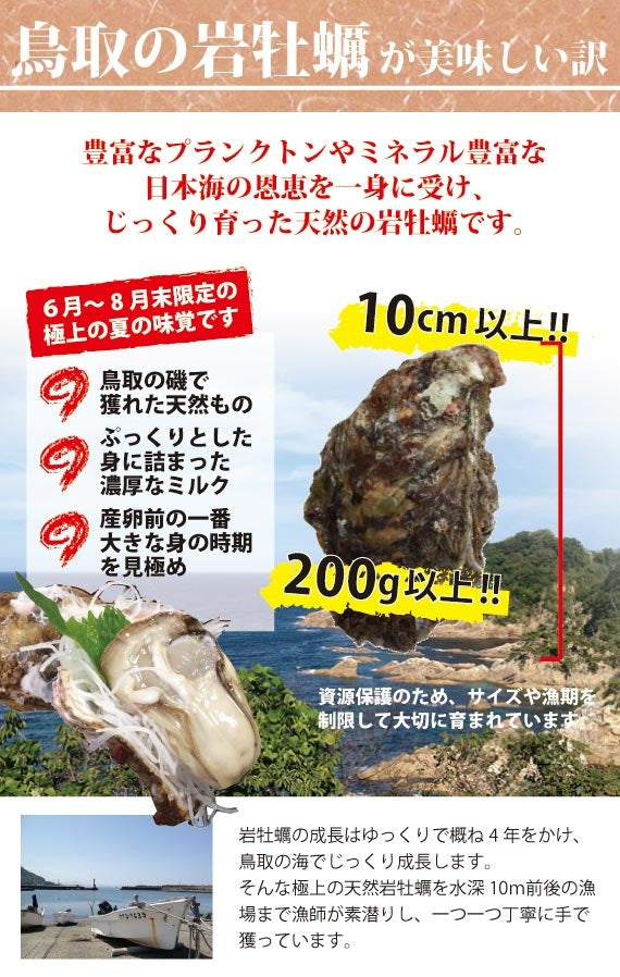 【極上ブランド「夏輝」】【天然の岩牡蠣】　漁師が素潜りで獲った天然岩牡蠣「夏輝」帯付　4個セット