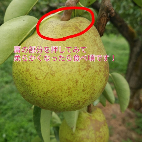 【送料無料※本州のみ※・手数料込】農家直送　山形県産　ラフランス ３kg 　３Ｌ（９玉）または４Ｌ（８玉）サイズ