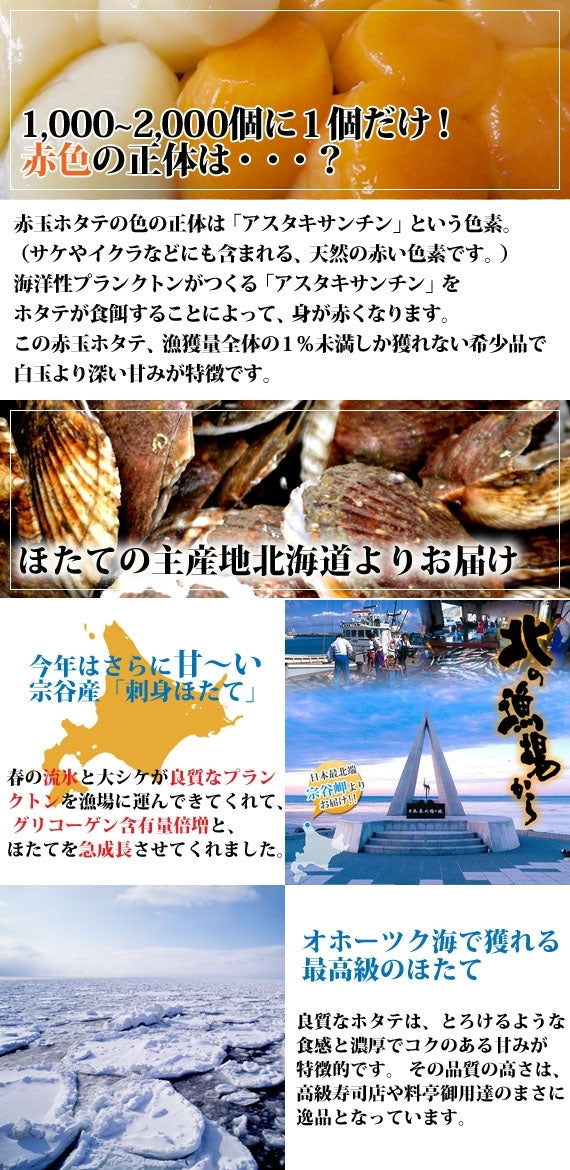 紅白 刺身ほたて※新物良品300ｇ×4パックの約60玉の大容量1.2kg【送料無料】ワンランク上の濃厚な甘み！紅白食べ比べ！2025年の良品売り切れました！2026年６月～