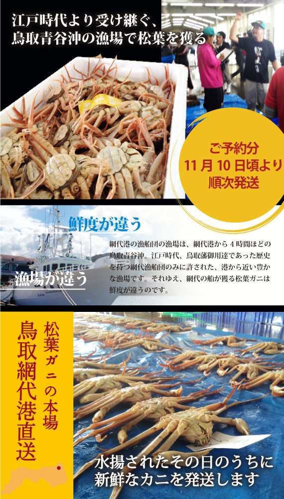 松葉ガニ漁解禁！　松葉ガニ　中サイズ500g タグ付　【生／茹で】