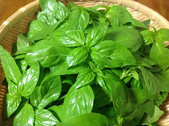 ×100年継承　手作りさしみこんにゃくギフトセット