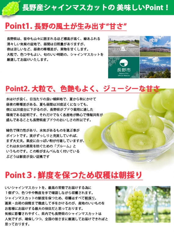 【売り切れ】【送料無料】【長野県産シャインマスカット★900g～１㎏(2房)】大粒で味も香りもよし！種なしで皮ごと食べることができます。※9月中旬から順次発送