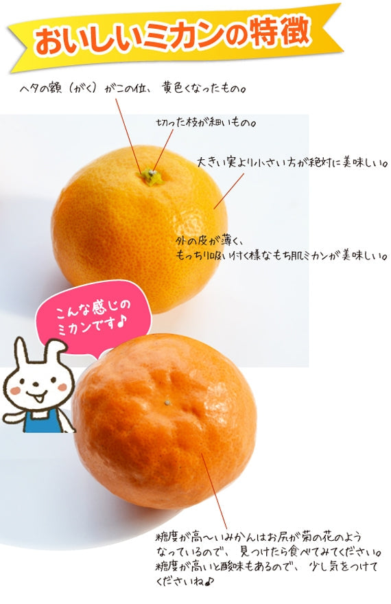 ★思わず「旨っ！！」★＜糖度13度以上＞ひとしずくプレミアム★