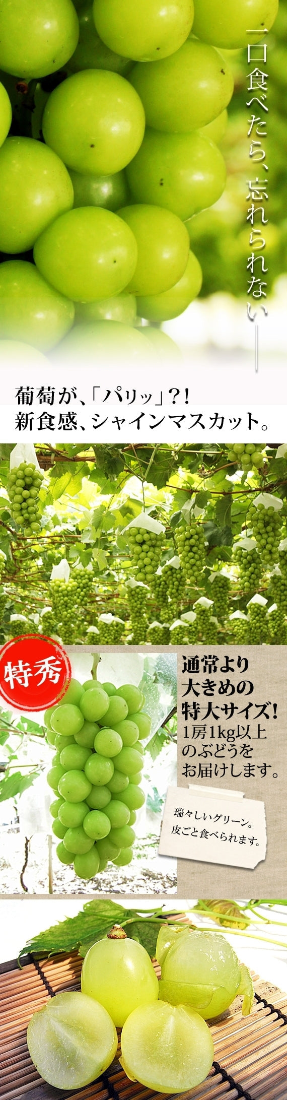 山梨県産 大房シャインマスカット 2房【地域限定送料込】【配送日は指定できません】