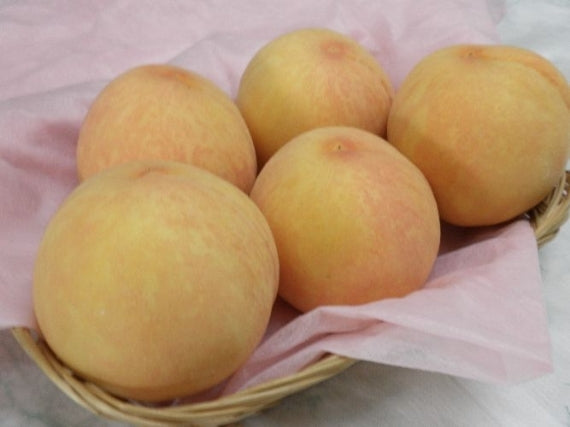 「晴れの国おかやまの隠れた逸品」岡山特産　黄金桃（1.4kg）4個～6個【発送は8月下旬から】