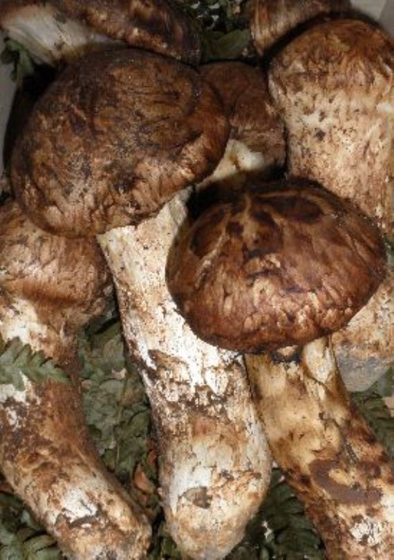 ★国産・岡山県産まつたけ（つぼみ・中つぼ）◎500ｇマツタケ松茸　