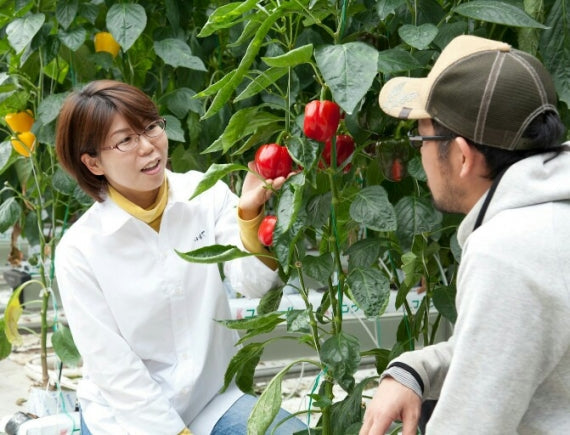 伊万里産パプリカドレッシング　２本セット｜伊万里・小嶋や【乾物・缶詰・瓶詰・調味料】