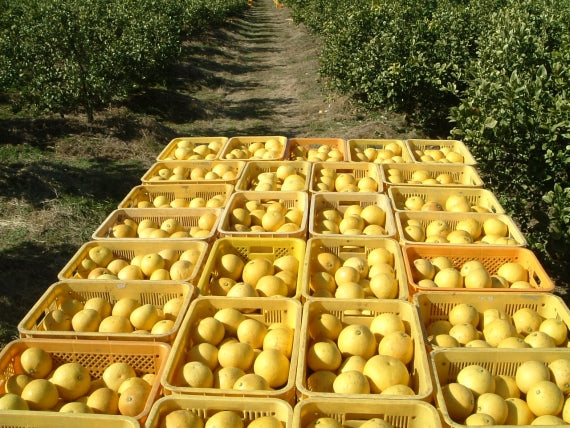 【販売期間1月～４月】【おためし：香りも楽しむ！】お味のバランスが良いお手頃サイズ【完熟作りの土佐文旦】【４キロ以上入り箱：レギュラー選別】 【８～10個入り】送料無料一部地域除く