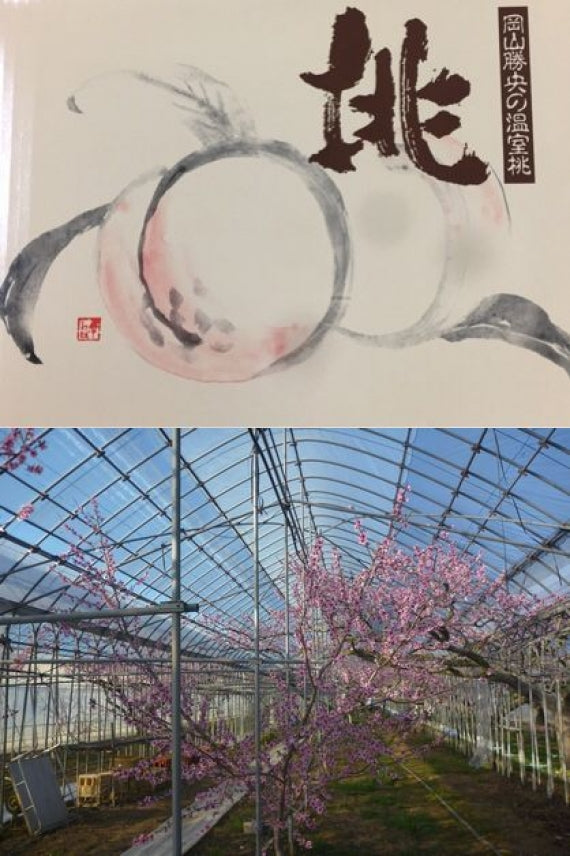 発送は5月中旬から「ハウス栽培・岡山白桃」岡山県で、ただ一人栽培。岡山県産ＪＡ勝英「温室桃」青秀（6個～7個）1.3㎏