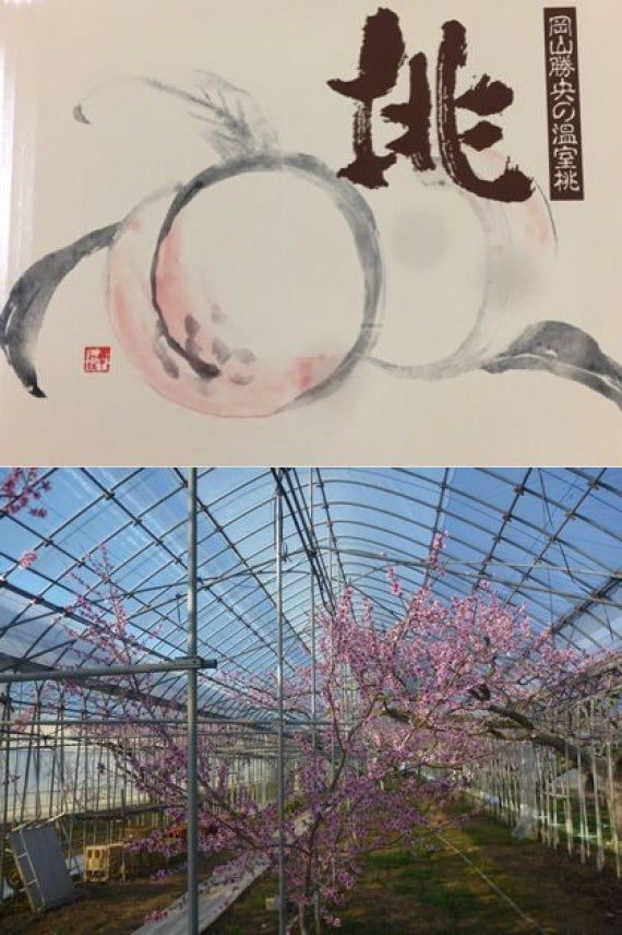●発送は5月中旬から「ハウス栽培・岡山白桃」岡山県で、ただ一人栽培。岡山県産ＪＡ勝英「温室桃」青秀（8個～9個）1.3㎏指定日がある場合はごご連絡してください。