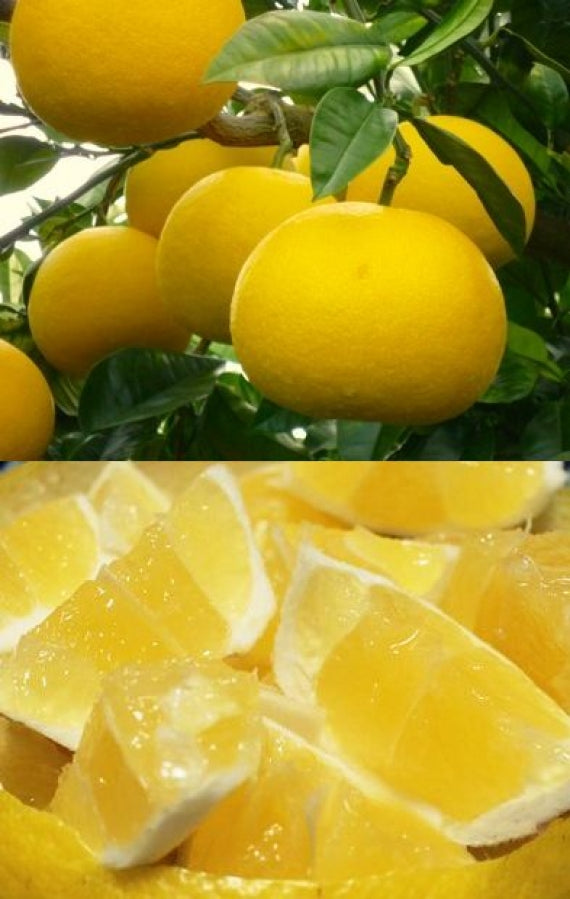 みかん　【贈答ギフト】高知産「小夏・ニューサマーオレンジ」 　 L～2L（5㎏）まっこと旨い！ 南国の太陽を浴びて育った甘くて新鮮な柑橘