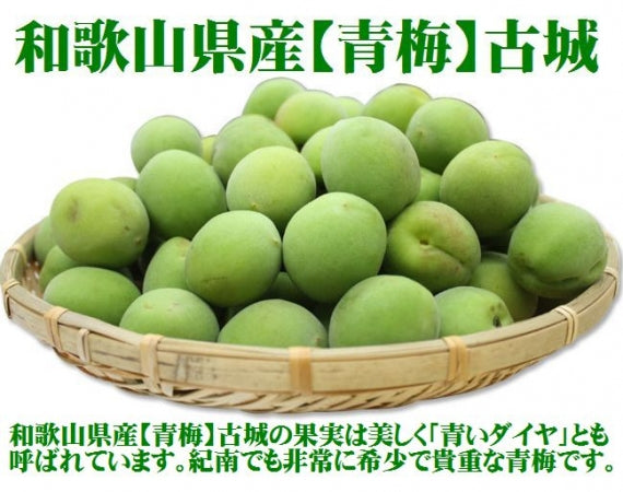 紀州 青梅（古城） 和歌山県産  秀品【 Mサイズ 】約10kgJA紀南の逸品！「青いダイヤ」とも呼ばれる美しい緑です。発送は５月下旬から