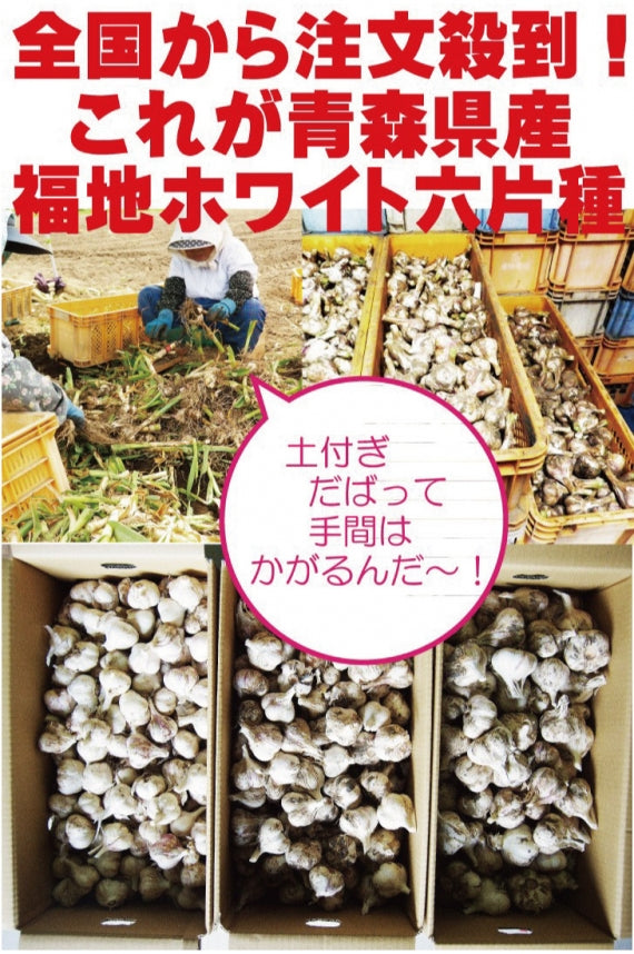 土付きにんにく1kg SML混合 令和6年度産新物 青森県産 福地ホワイト六片種 国産 送料別 道奥美女 みちのくびじょ【8069】