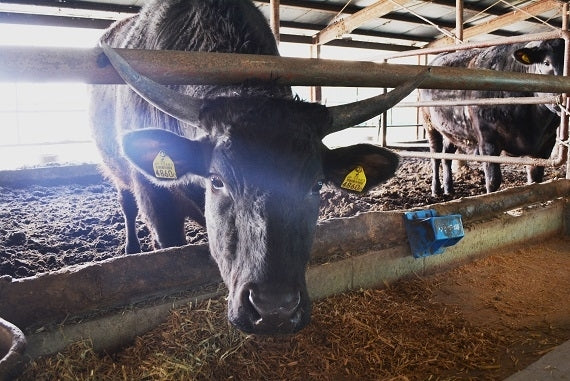 宮崎県産　パイン牛(黒毛和牛)　ロースステーキ　3枚入1枚約200g【精肉・肉加工品】