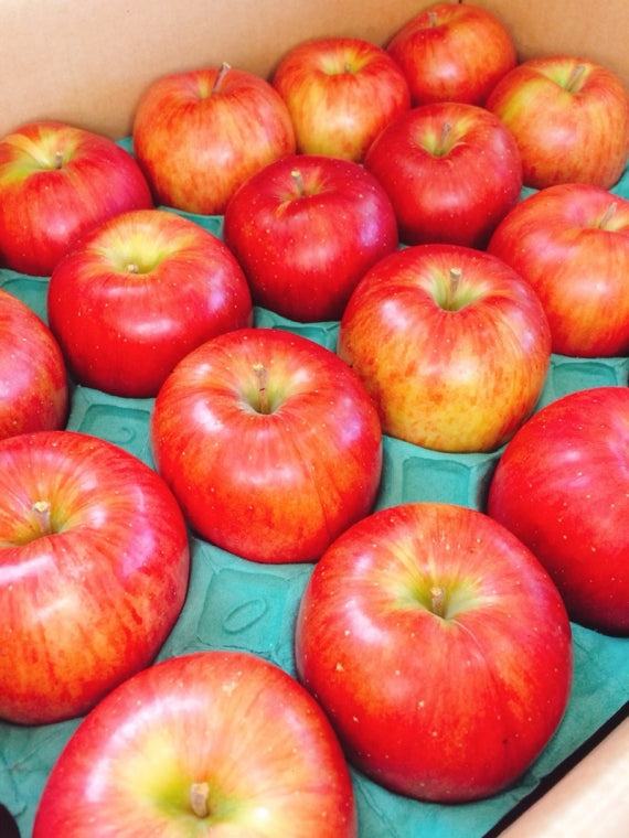 山形県産　高徳（こうとく） 13～18個 （約5kｇ)　林檎　【お歳暮2025】【フルーツ】