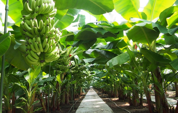 皮まで食べれる！無農薬栽培の国産バナナ（レギュラーサイズ6本