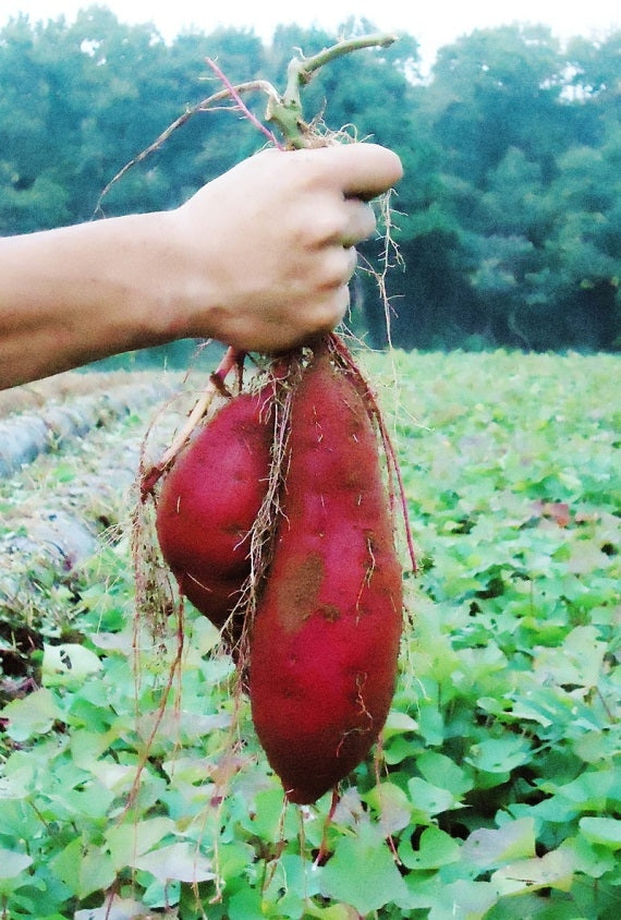 茨城県産シルクスイート】鹿吉 冷凍やきいも1.5㎏ 【お歳暮2023】【米