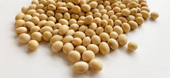 もち大豆10kg【国産わずか0.01％の希少種 農薬・化学肥料不使用 お味噌づくりに】