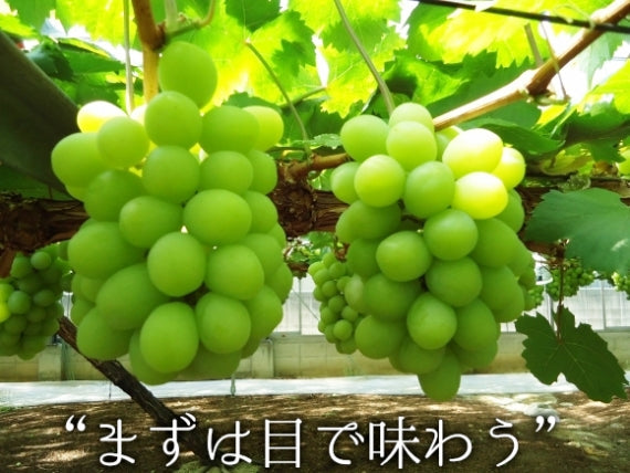 岡山産葡萄食べ比べ　各1房