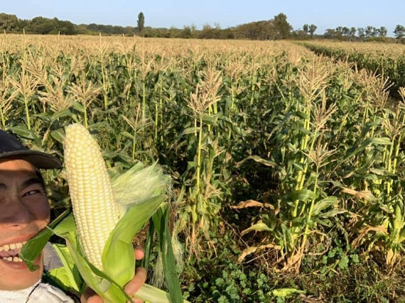 【ご予約受付中（9月30日まで）】北海道産とうきび（とうもろこし）黄色10本セット　低農薬栽培