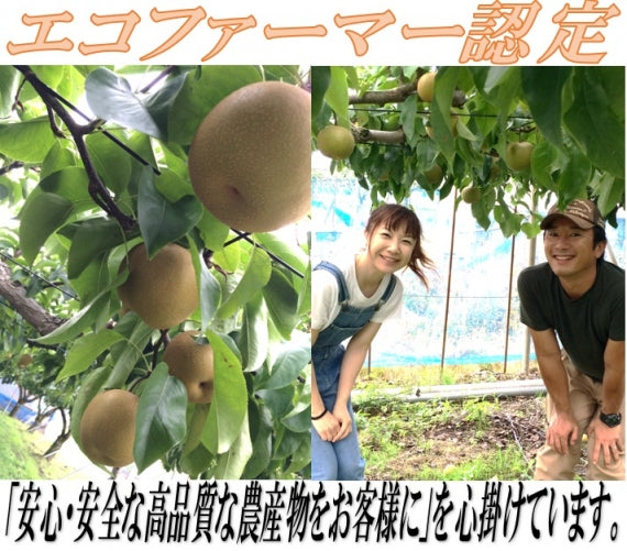 【送料込】渡辺農園　和梨　新興　3ｋｇ【10月下旬より出荷予定】