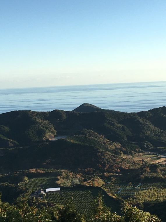 【お試し】【見かけにこだわらない：龍馬感激みかん(家庭用2キロ）】：ノーワックス【送料無料一部地域を除く】【お試し】【フルーツ】