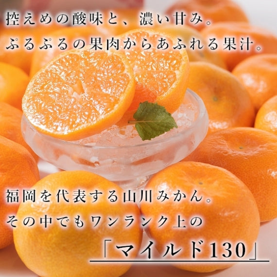 【予約販売】山川みかん マイルド130【フルーツ】