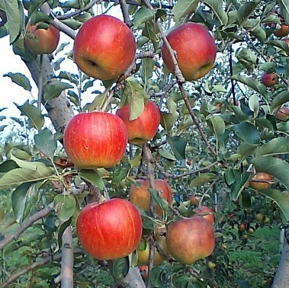 旬の赤林檎 2.5kg（8-10玉）