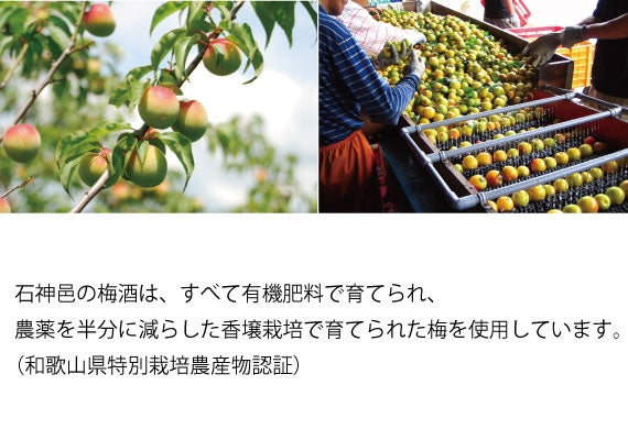 梅酒「濱田　HAMADA」STANDARD　720ｍｌ【お酒・ドリンク】