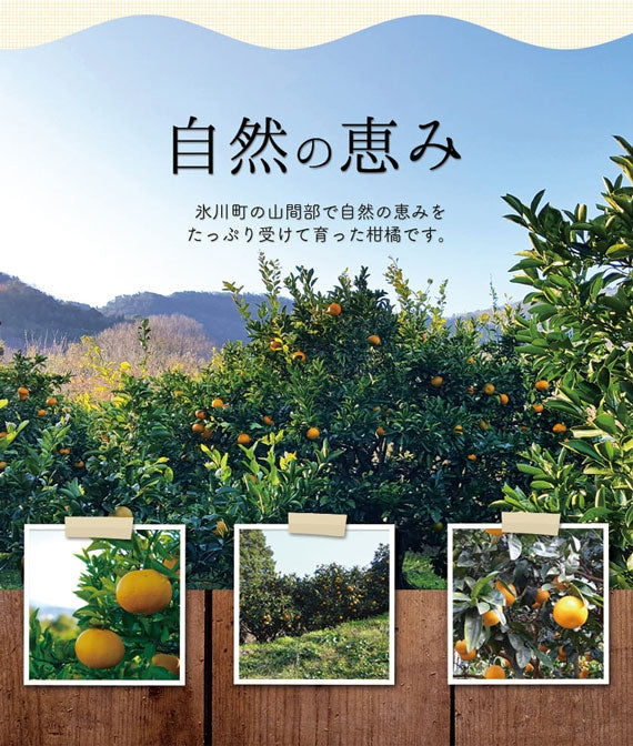 送料無料【熊本県産】旬の柑橘たっぷりセット10㎏《今シーズンの販売は終了いたしました》